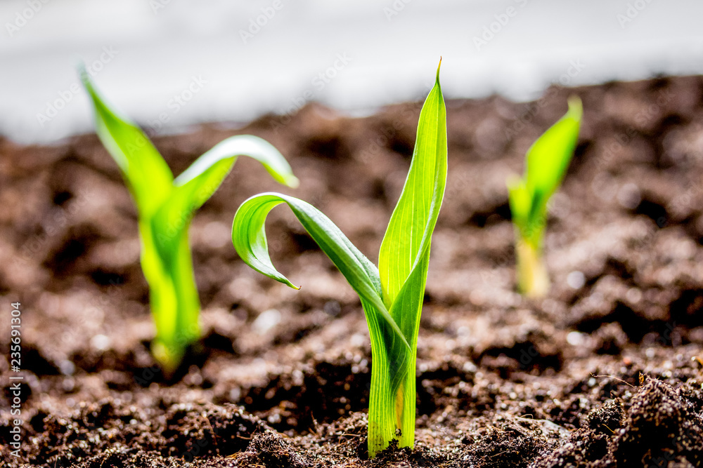 Concept appearance of life - sprout from soil close up