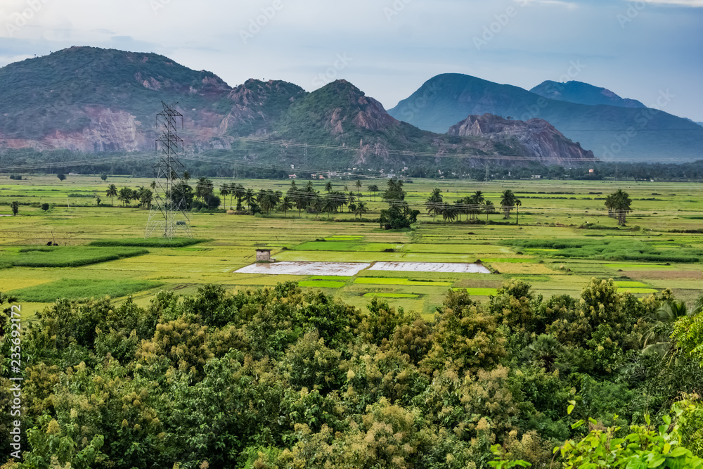 Fototapeta premium awesome view of paddy farming with mountain in day time.