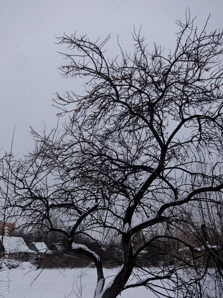 winter sky and trees
