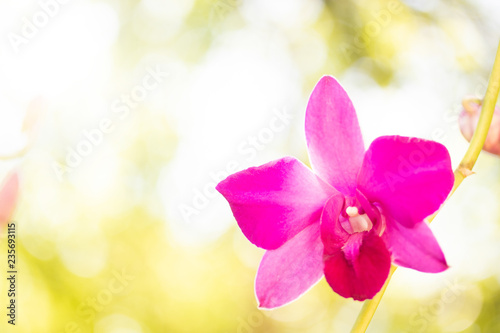 purple orchid flower and blur light