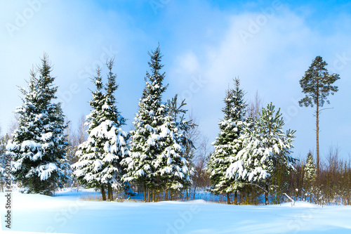 Beautiful winter landscape with fir trees and forest path