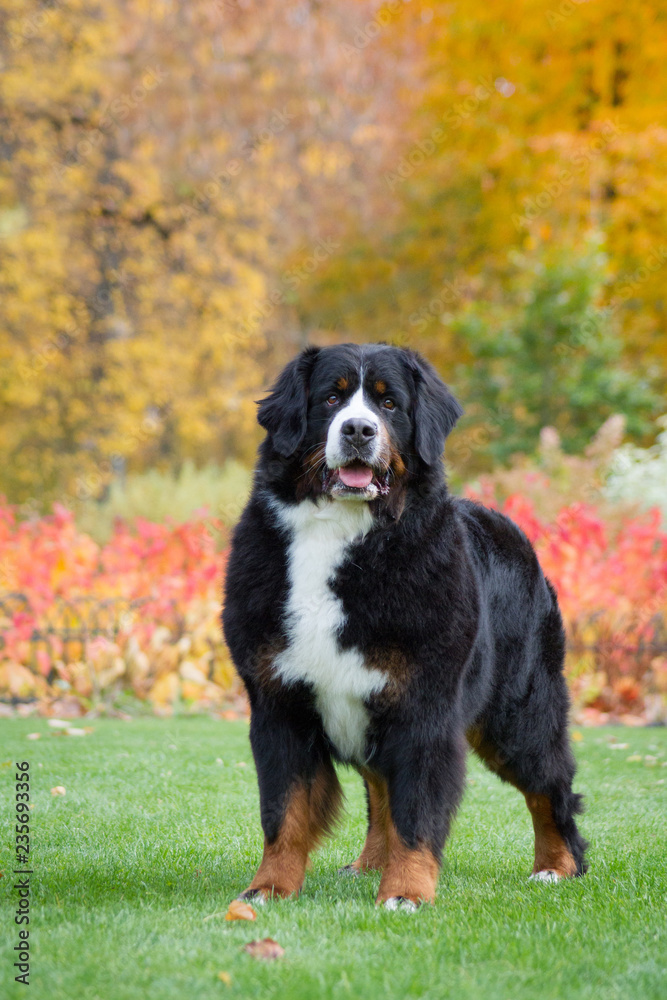 Bernese mountain dog posing in park background. Beautiful autumn.	