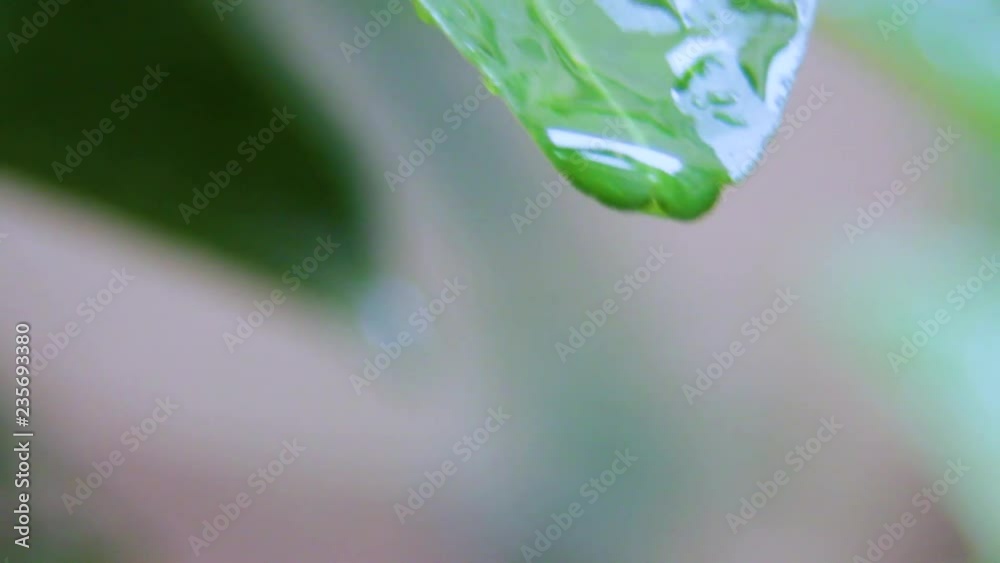 Gotas de lluvia caiendo por la hoja Gotas de lluvia caiendo por la hoja