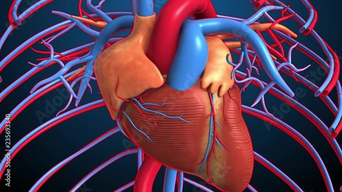 3D render footage fo heart beat
