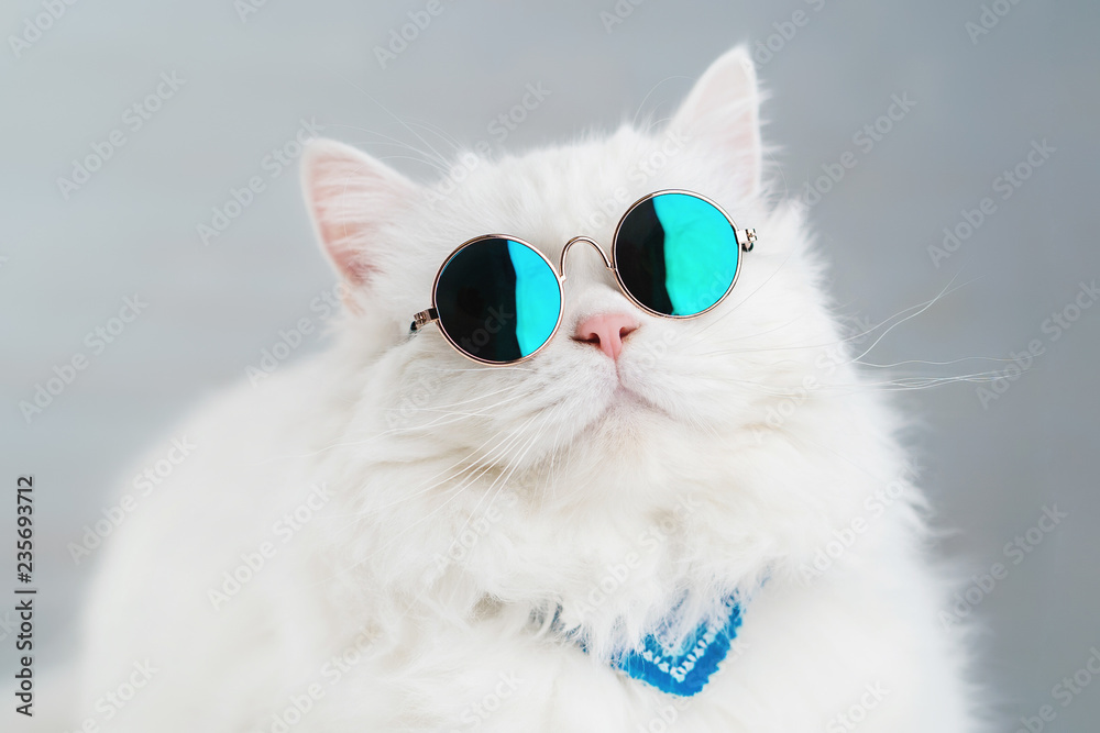 Naklejka Portret góralskiego prosto puszysty kot z długie włosy i round okularami przeciwsłonecznymi. Moda, styl, fajna koncepcja zwierząt. Zdjęcie studyjne. Biały pussycat na szarym tle