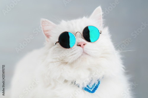 Portrait of highland straight fluffy cat with long hair and round sunglasses. Fashion, style, cool animal concept. Studio photo. White pussycat on gray background