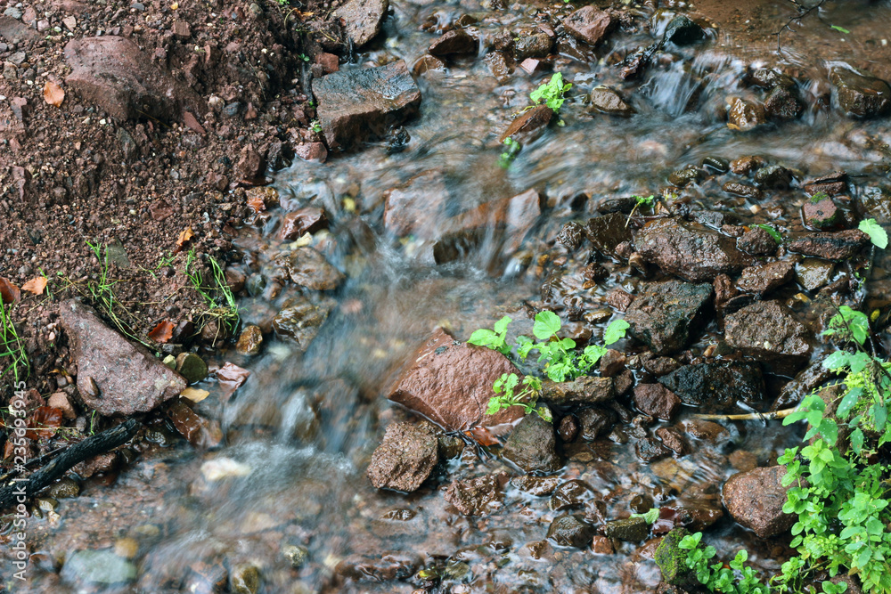 Mountain spring forest woods stara planina balkan old mountain sopur serbia Mountain spring forest woods stara planina balkan old mountain sopur serbia