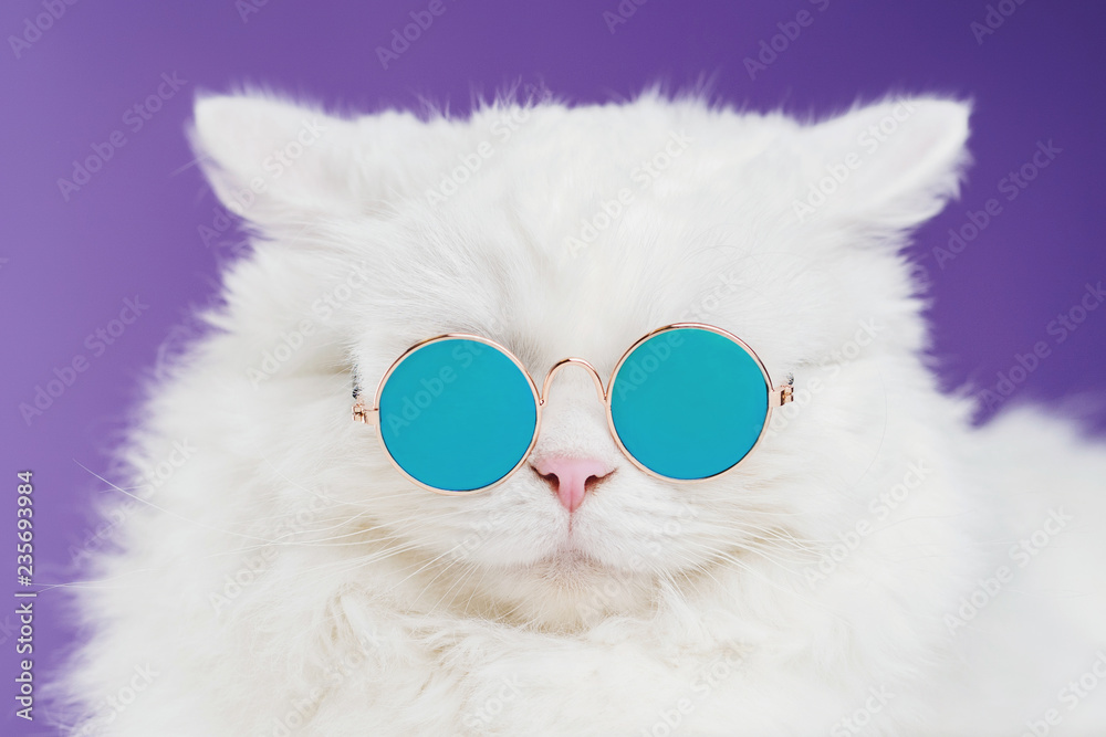 Naklejka Portret góralskiego prosto puszysty kot z długie włosy i round okularami przeciwsłonecznymi. Moda, styl, fajna koncepcja zwierząt. Zdjęcie studyjne. Biały pussycat na fioletowym tle.