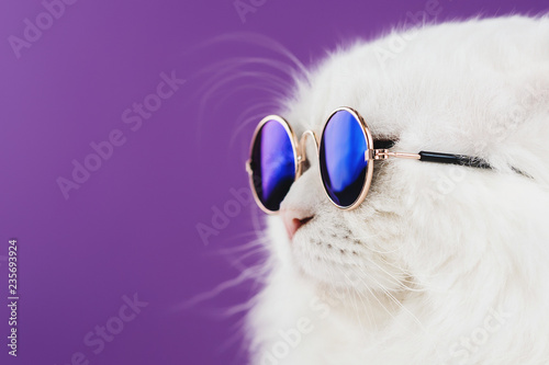 Close portrait of white furry cat in fashion sunglasses. Studio photo. Luxurious domestic kitty in glasses poses on violet background wall. Copy space.