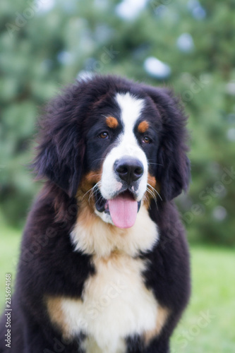 Bernese mountain dog puppy in kennel. Cute puppy posing outside.  © Evelina