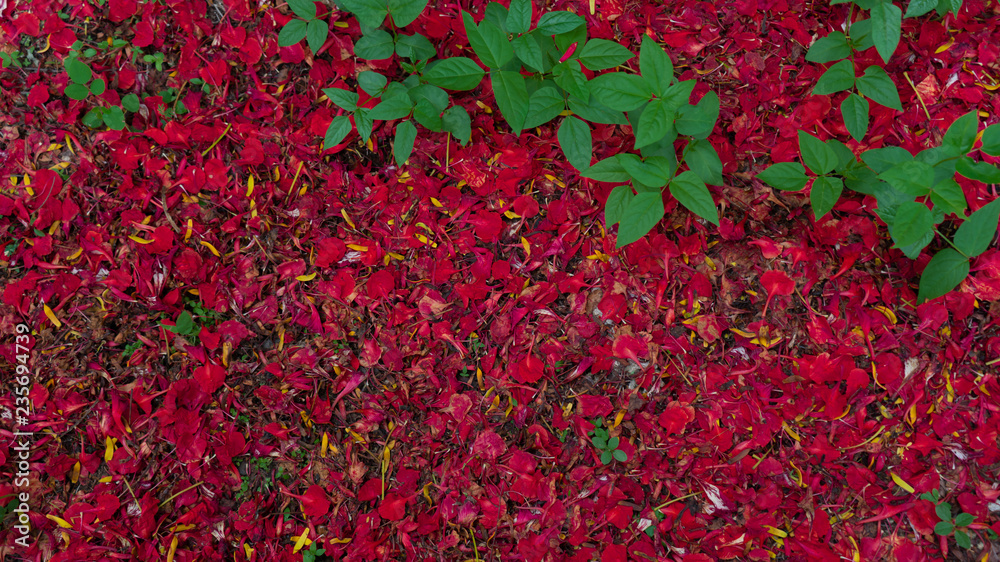 Red petals background. Flowers composition. Valentines day background. Top view, copy space. 