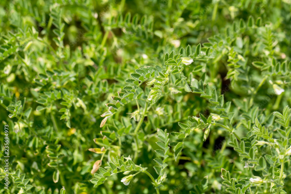 Green pod chickpea are growing on the field Green pod chickpea are growing on the field
