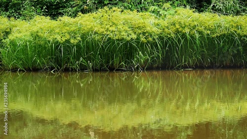 PEACEFUL POND 