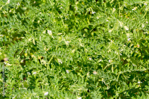 Green pod chickpea are growing on the field © Olga