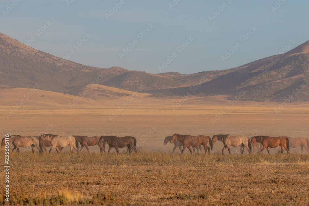 Wild Horses in the Utah Desert