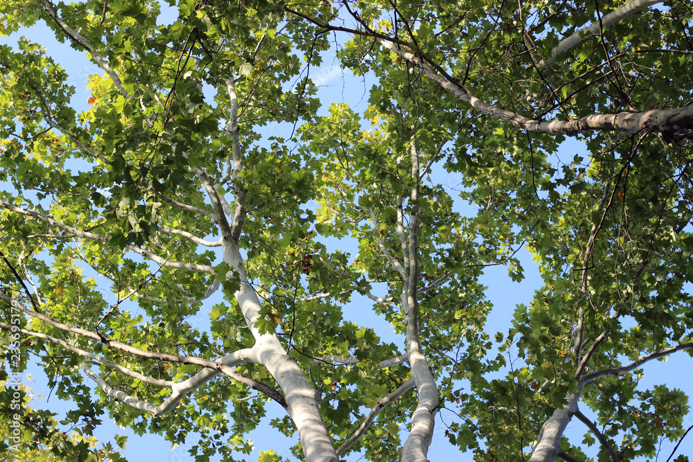 Plane platanus tree crown green leaves Plane platanus tree crown green leaves