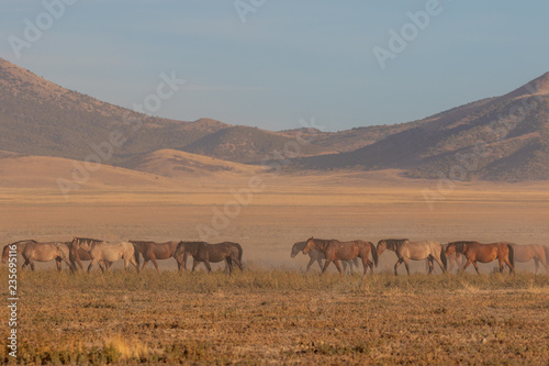 Wild Horses in the Utah Desert