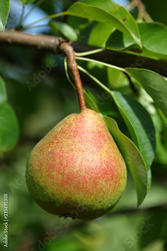 Ripe pear hanging on a tree a