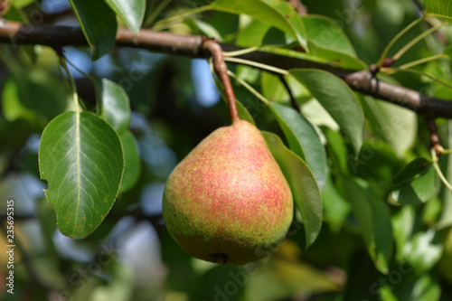 Pear ripens on the tree