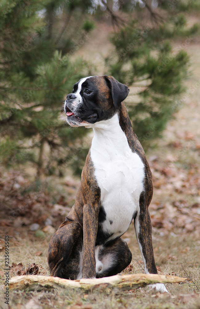 Boxer standing outside.	