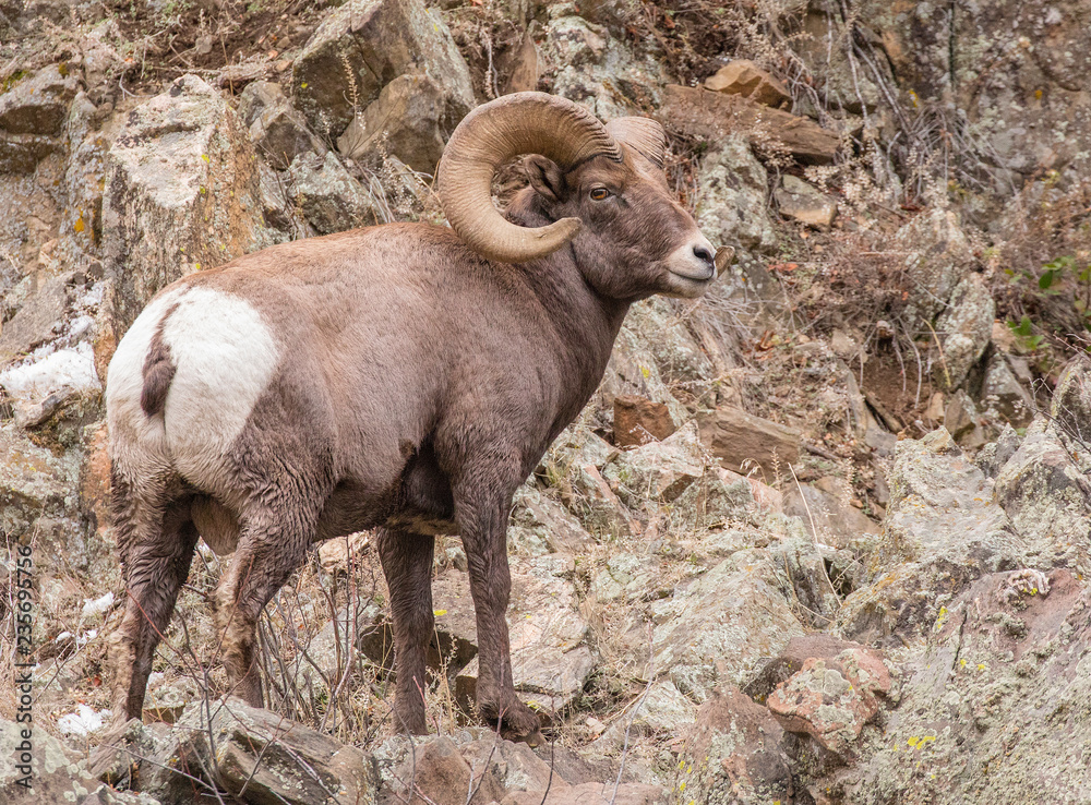 Bighorn Sheep on the Rocks in Waterton Canyon Bighorn Sheep on the Rocks in Waterton Canyon