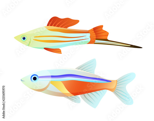 Neon tetra and swordtail fish isolated on white