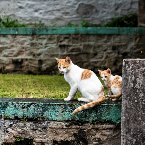 Wild cats in Grenada - Mum and Kitten