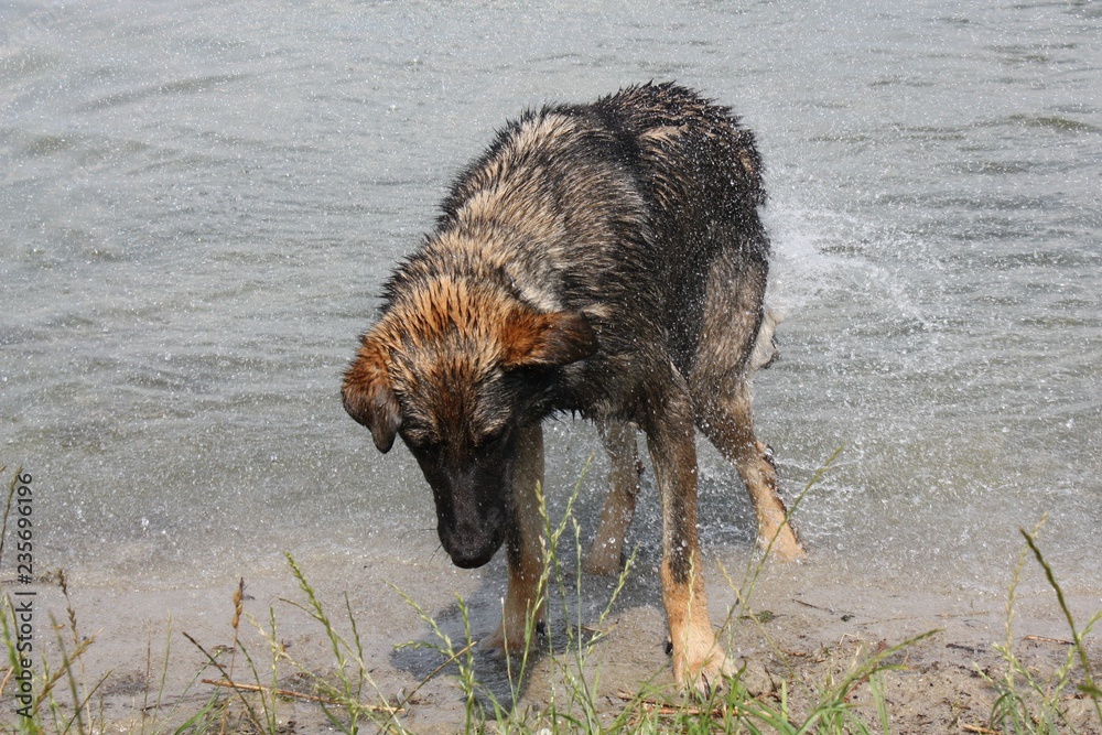 Hund kommt aus dem Wasser