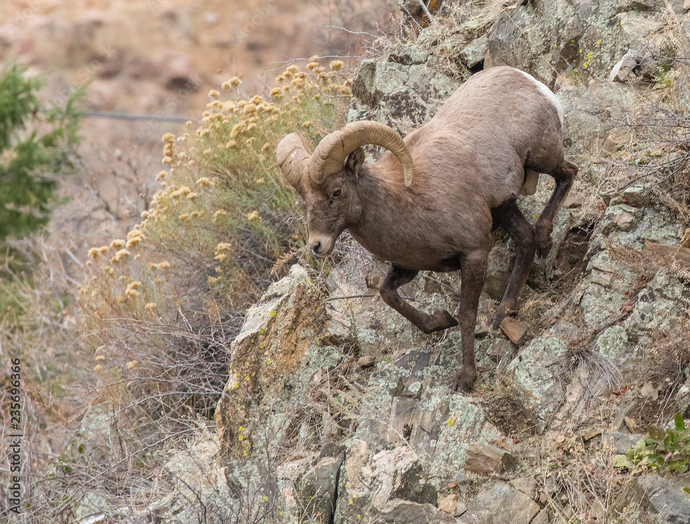 Bighorn Sheep on the Rocks in Waterton Canyon Bighorn Sheep on the Rocks in Waterton Canyon