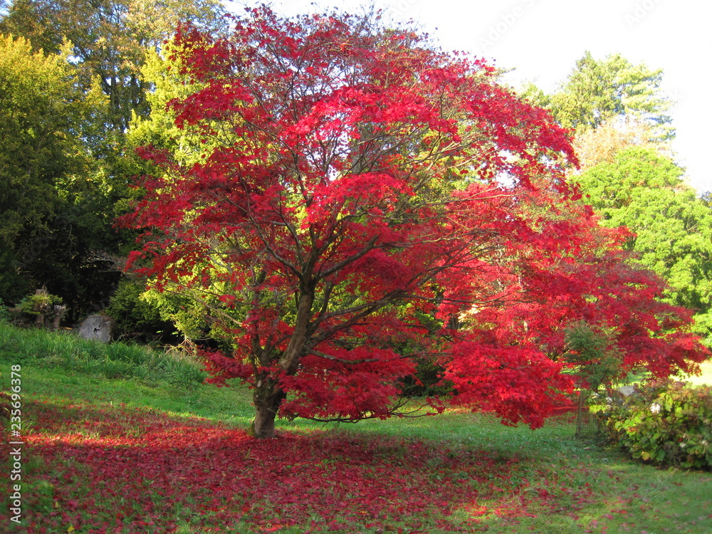 Naklejka premium autumn leaves