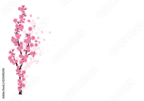 Cherry blossom flowers background. Sakura  pink flowers  background.