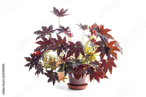 Begonia bowerae plant in flower pot photo