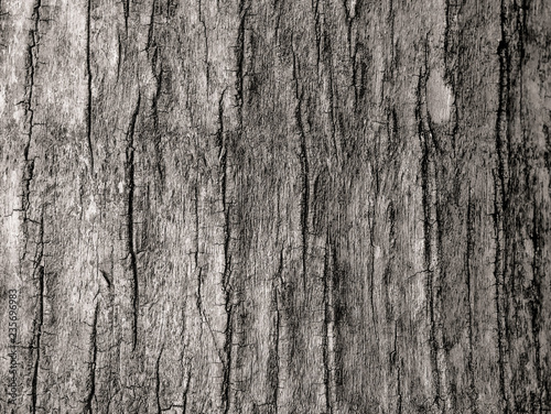 bark of a tree (old wood texture) 