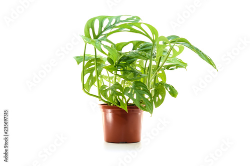 Monstera obliqua plant in flower pot photo