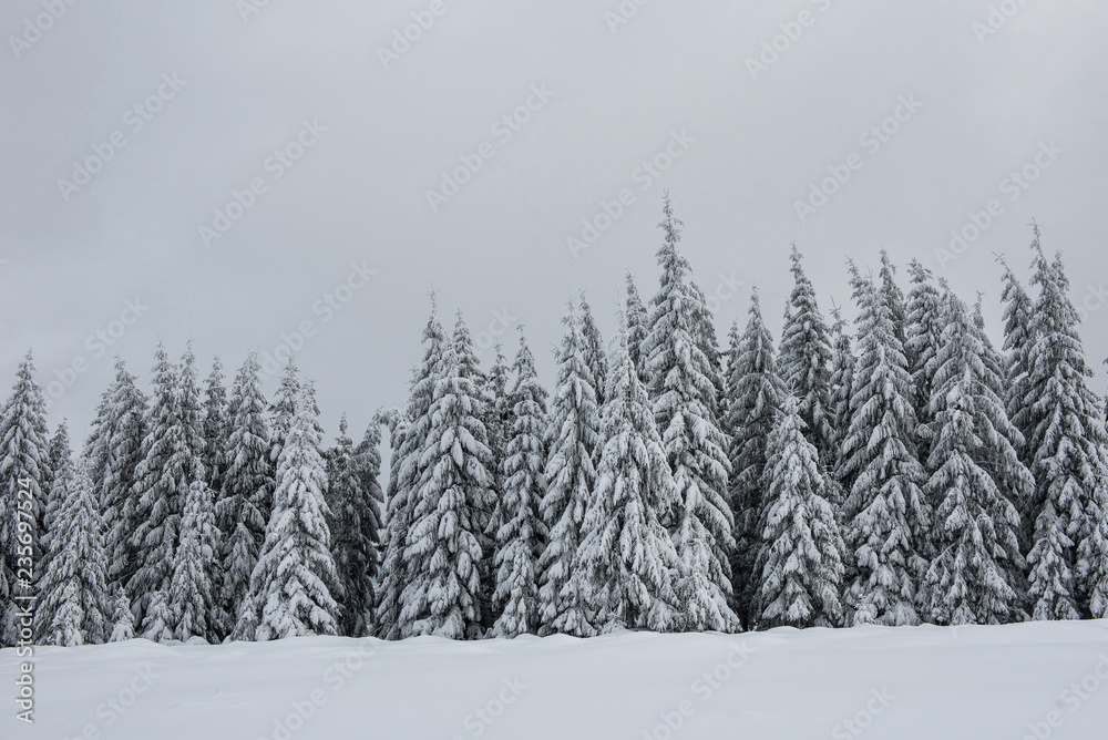 Fairy winter landscape with fir trees Fairy winter landscape with fir trees