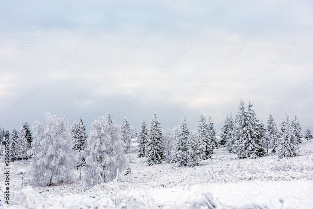 Winter landscape with frozen trees