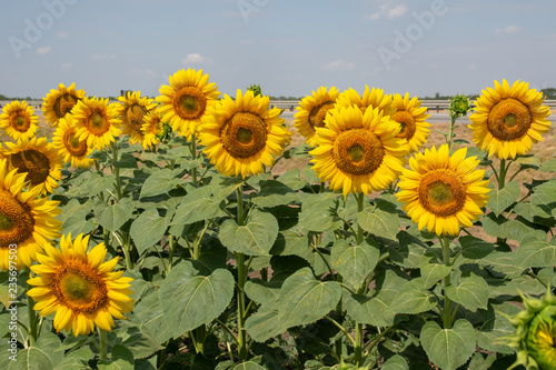 Blooming sunflowers on the field