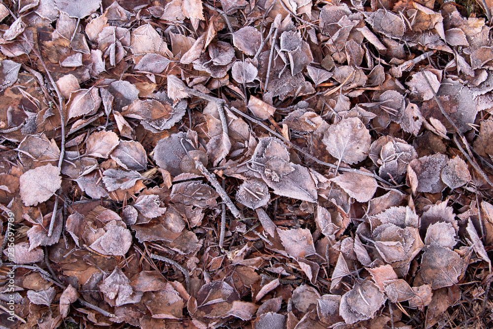Frosty leafs on forest floor Frosty leafs on forest floor