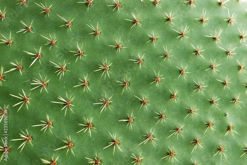 Billede på lærred Closeup of spines on cactus, background cactus with spines