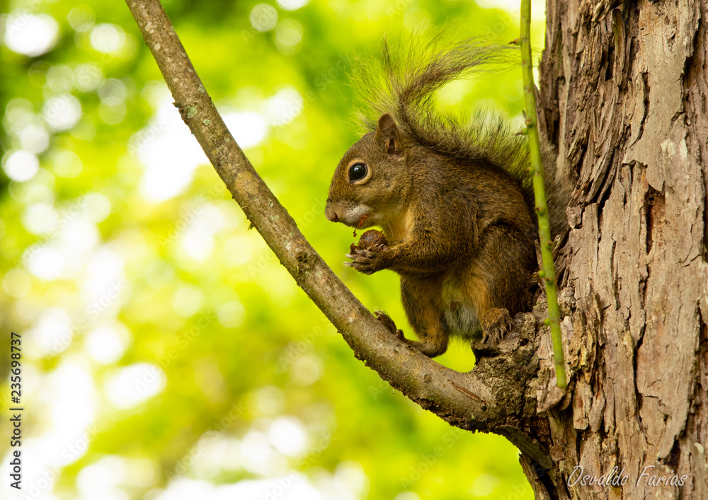 Obraz premium Esquilo perto