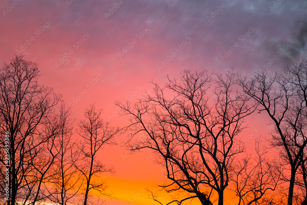 Sunset With Trees #2