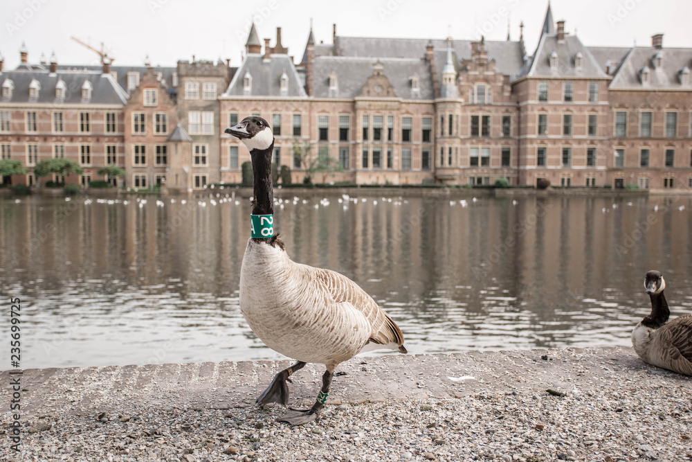 Goose walks in front of the Binnenhof Palace in The Hague (Den Haag). Ducks  on the Dutch Parliament buildings background. The Netherlands, The Hague.  Stock Photo | Adobe Stock