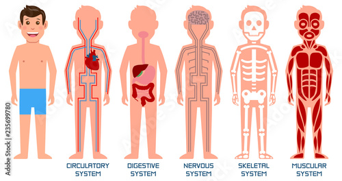 Five systems of human body. Vector illustration.