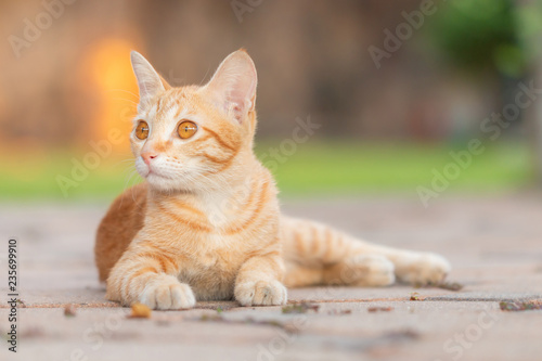 Close-up of Orange tabby cat sitting and looking for something with the home garden background. © visitr