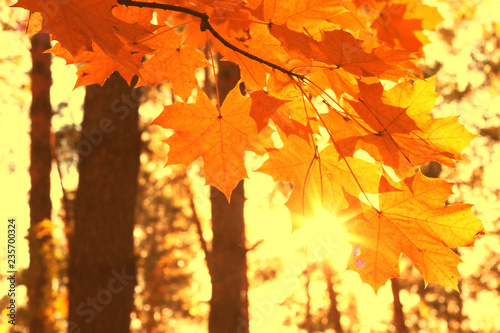 Sun rays in autumn park between autumn maple trees in good weather