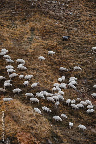 Sheep on the mountains