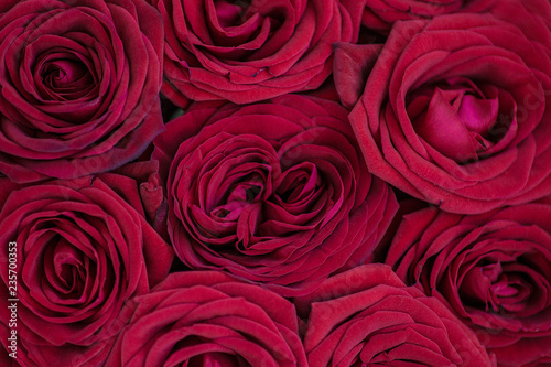 Amazing natural texture of red roses. Roses top view. Marsala roses background. Macro photo of red rose petals. Belarus  Minsk.