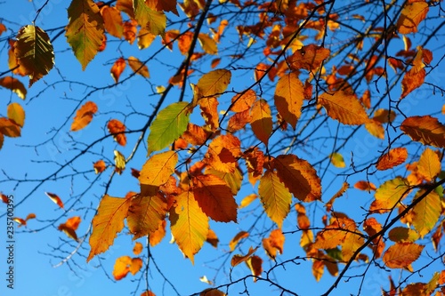 A close-up image of colourful Autumn leaves.