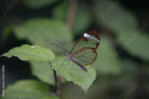 Glass butterfly