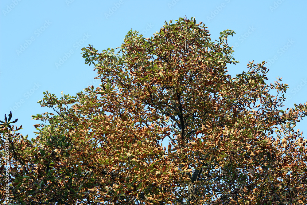 Chestnut castanea tree crown yellow gold autumn fall leaves sunlit tall overhead park forest woods from ground blue sky Chestnut castanea tree crown yellow gold autumn fall leaves sunlit tall overhead park forest woods from ground blue sky